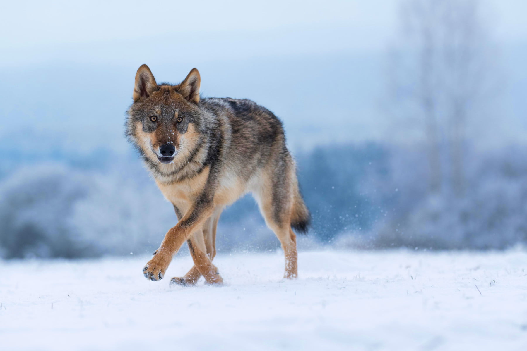 Les « loups solitaires » du trading : une approche surprenante qui défie les conventions